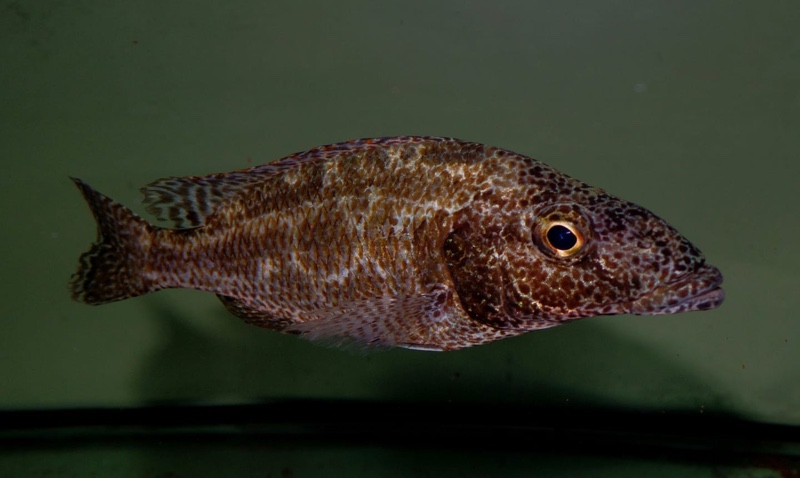 Nimbochromis linni